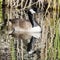 Canada Goose Swimming in the Lake with Reed Reflections