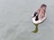 Canada goose swimming on lake surface