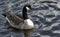 Canada goose swimming on water surface