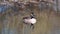 A Canada goose swims calmly  over a small pond in northern Germany