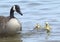 A Canada Goose swims with her offspring.