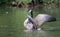 Canada goose take off