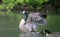 Canada goose take off