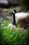 Canada Goose in Tall Grass