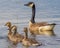 Canada goose and three goslings - Spring in the Crex Meadows Wildlife Area in Northern Wisconsin