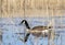 Canada Goose at Three Oaks Recreation Area in Crystal Lake, Illinois