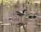 A Canada goose and turtles.