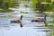 Canada goose, two newly hatched chicks, swimming in the water, soft chicks