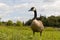 Canada goose - vibrant green grass - blue sky - fluffy clouds - serene park setting
