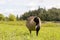 Canada goose - vibrant green grass - blue sky - fluffy clouds - serene park setting