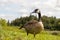 Canada goose - vibrant green grass - blue sky - fluffy clouds - serene park setting