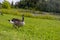 Canada goose - vibrant green grass - blue sky - fluffy clouds - serene park setting