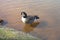 Canada Goose Wading in Muddy Water -01