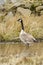 Canada Goose wading in old stone quarry