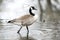 Canada Goose wading in the pond at Veterans Acres Park in Crystal Lake Illinois