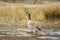 Canada Goose wading in shallow water