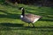 Canada goose, walking on the grass