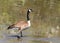 Canada goose walking into a lake