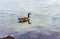 Canada Goose On Water