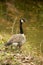 Canada Goose by water in Autumn