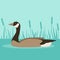 Canada Goose on water, vector illustration