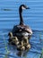 Canada Goose with Young Fledglings