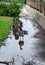 Canada gooses walking with her young hatchlings on Roosevelt Island