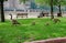 Canada gooses walking with her young hatchlings on Roosevelt Island