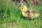 Canada gosling on grass