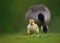 Canada Gosling and Parent Goose on Grass