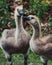 Canada Gosling Siblings