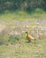 Canada Gosling Walking in Wild Flowers