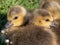 Canada goslings