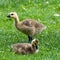 Canada Goslings