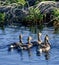 Canada Goslings on a Marsh