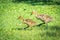 Canada goslings motor along in spring grass.