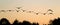 Canada and Greylag Geese at fresh water lake in the UK.