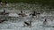 Canada and Greylag geese on a pond.