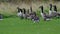 Canada and Greylag geese on a pond.