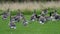 Canada and Greylag geese on a pond.