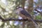 Canada Jay or Gray Jay (Perisoreus canadensis) perched on branch in Algonquin Provincial Park, Canada in autumn