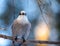 Canada jay Perisoreus canadensis