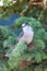 Canada jay Perisoreus canadensis, also known as the gray jay, grey jay, camp robber, or whisky jack perched in a tree