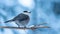 Canada jay (Perisoreus canadensis) perched on a branch and looking back