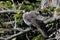 Canada jay (Perisoreus canadensis) Vancouver Island, British Columbia, Canada