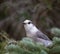 Canada Jay or Whiskey Jack in the pines
