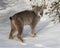 Canada Lynx growling at the cold