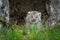 Canada Lynx Lynx canadensis Kitten Cries Behind Grass