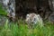 Canada Lynx Lynx canadensis Kitten Looks Out Between Blades of
