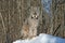 Canada Lynx in the Snow